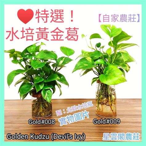 水種植物 風水|【水培植物擺放風水】客廳擺這7種水培植物好看又不招蟲子家庭。